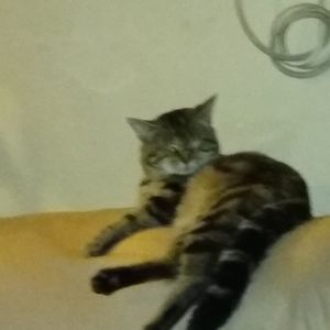 Meet your Posher, Wanda